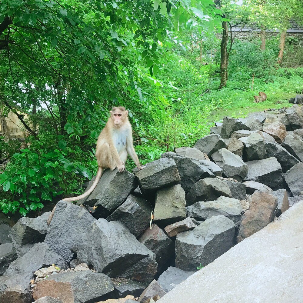 インドのムンバイにいた猿